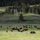 Fotoreise mit G. Boiselle - Büffel am Morgen