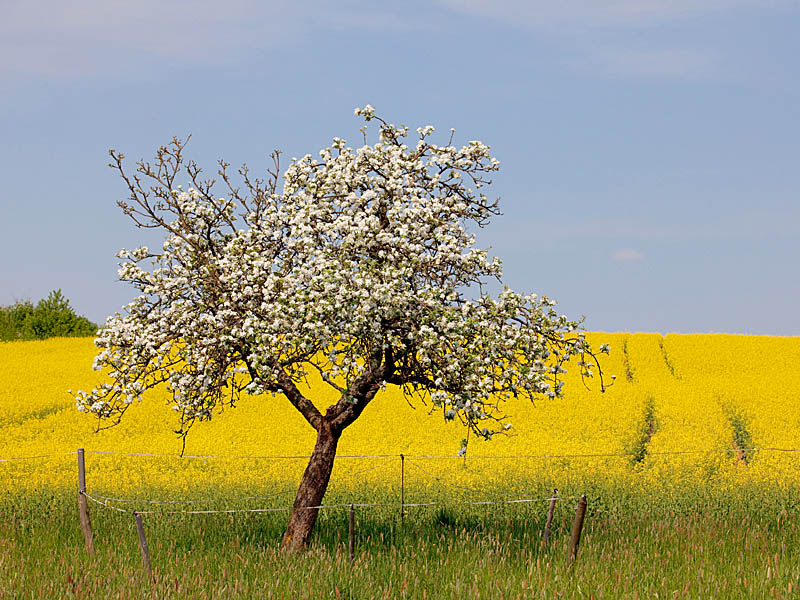 Fotoreise Odenwald - Frühling - Rapsblüte