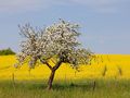 Fotoreise Odenwald - Frühling - Rapsblüte von Niederrhein Foto 