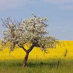 Fotoreise Odenwald - Frühling - Rapsblüte