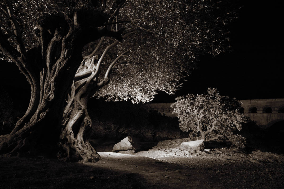 Fotoreise Provence: Lichtmalerei mit Olivenbaum