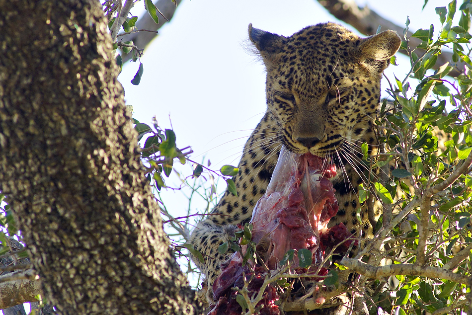 Fotoreise -Südafrikas Tierwelt- 2012-A Die Höhepunkte: Der fressende Leopard