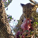 Fotoreise -Südafrikas Tierwelt- 2012-A Die Höhepunkte: Der fressende Leopard