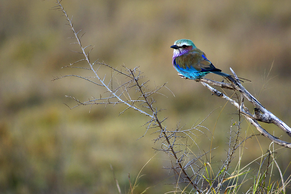 Fotoreise -Südafrikas Tierwelt- 2012-A Die Höhepunkte: Die Faszination der „kleinen Tiere“