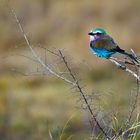 Fotoreise -Südafrikas Tierwelt- 2012-A Die Höhepunkte: Die Faszination der „kleinen Tiere“