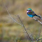 Fotoreise -Südafrikas Tierwelt- 2012-A Die Höhepunkte: Die Faszination der „kleinen Tiere“