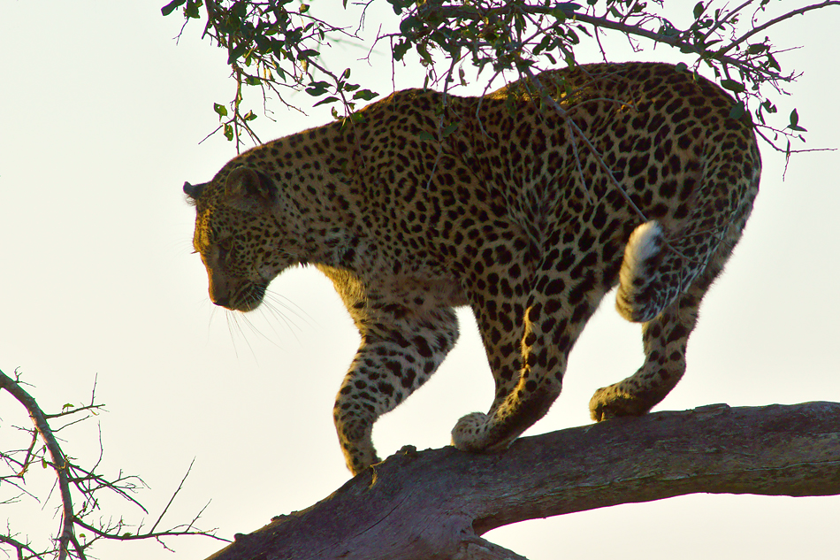 Fotoreise -Südafrikas Tierwelt- 2012-A Die Höhepunkte: Die Leopardenszene auf dem Baum