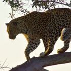 Fotoreise -Südafrikas Tierwelt- 2012-A Die Höhepunkte: Die Leopardenszene auf dem Baum