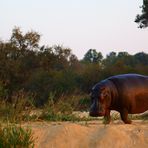 Fotoreise -Südafrikas Tierwelt- 2012-A Die Höhepunkte: Hypo im ersten Morgenlicht
