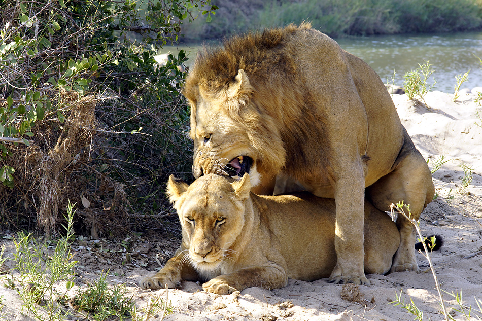 Fotoreise -Südafrikas Tierwelt- 2012-A Die Höhepunkte: Löwen Liebesspiel am Sonntagmorgen