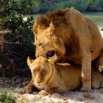 Fotoreise -Südafrikas Tierwelt- 2012-A Die Höhepunkte: Löwen Liebesspiel am Sonntagmorgen V2