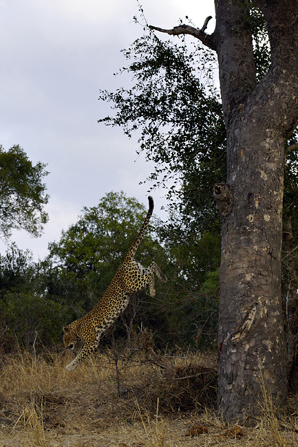 Fotoreise -Südafrikas Tierwelt- 2012-B Die Höhepunkte: Der springende Leopard