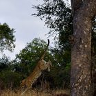 Fotoreise -Südafrikas Tierwelt- 2012-B Die Höhepunkte: Der springende Leopard