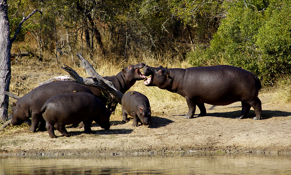 Fotoreise -Südafrikas Tierwelt- 2012-B Die Höhepunkte: Hypo Familienszene