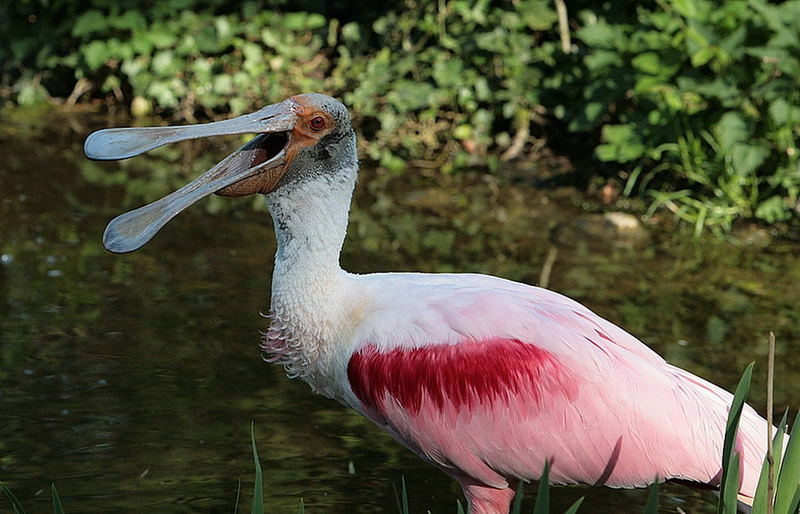 Fotos aus dem Naturzoo Rheine/Rosa Löffler