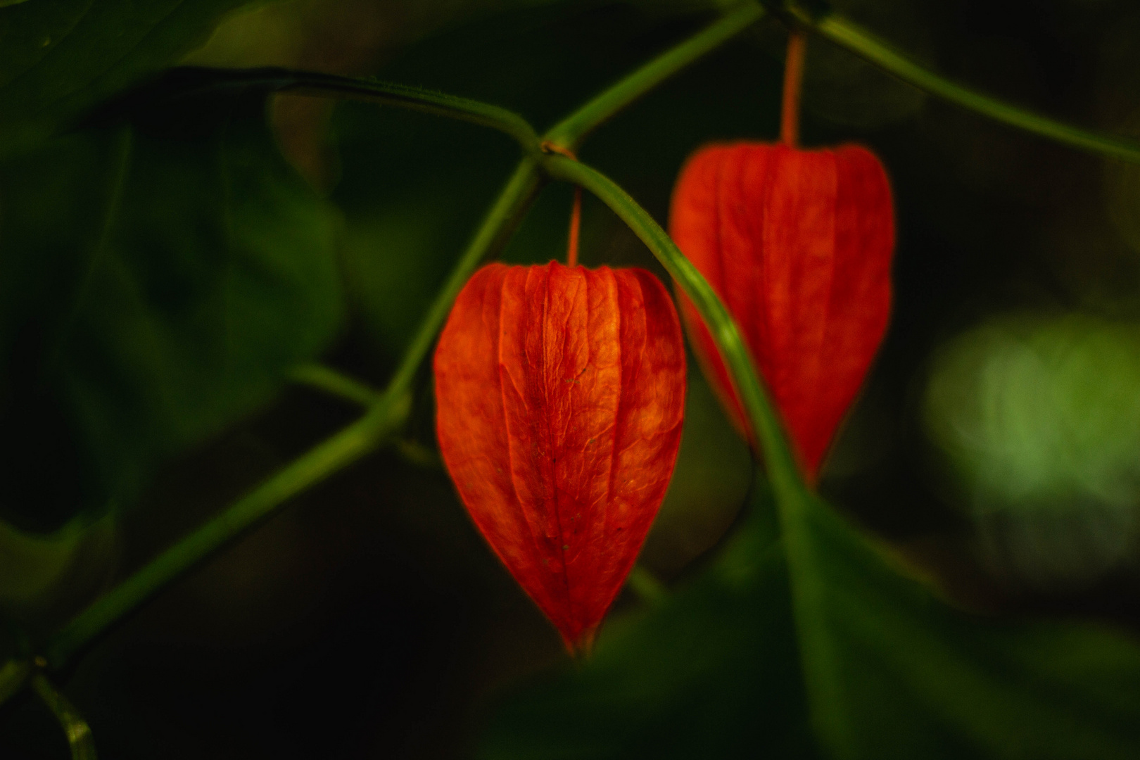 Fotos aus der Natur