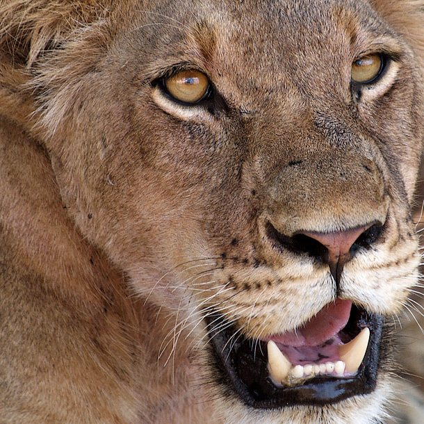 Fotosafari in Afrika