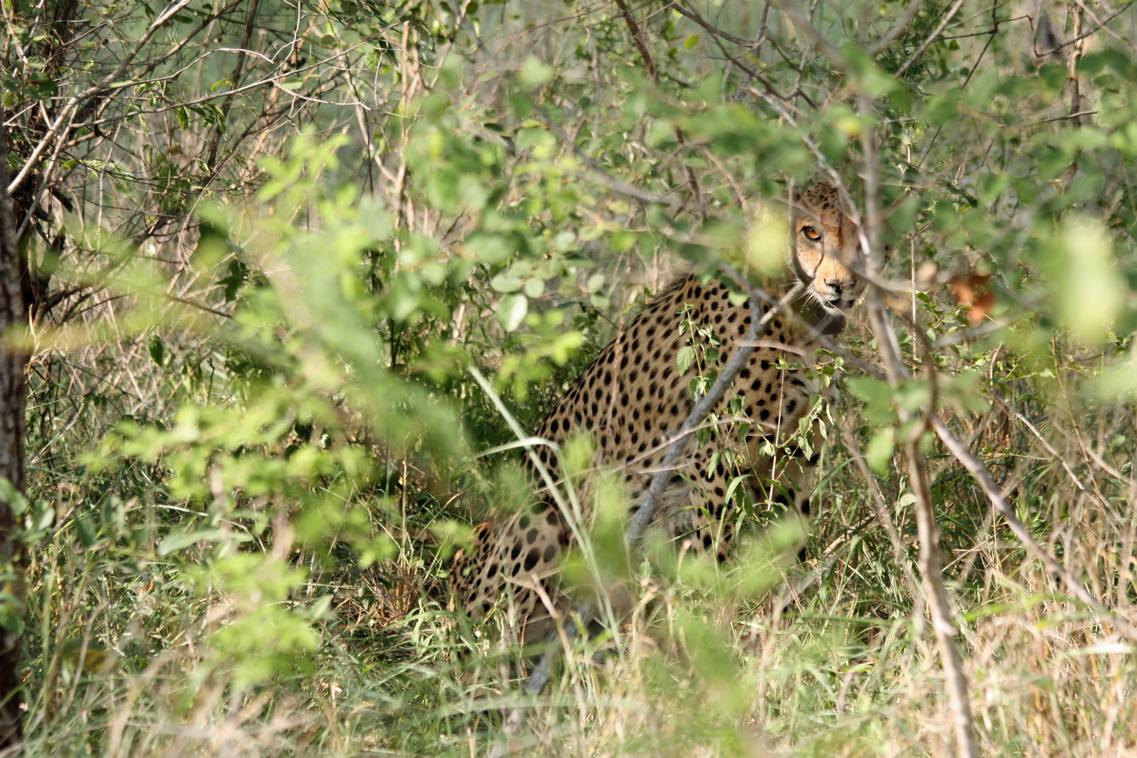 Fotosafari in Südafrika VII