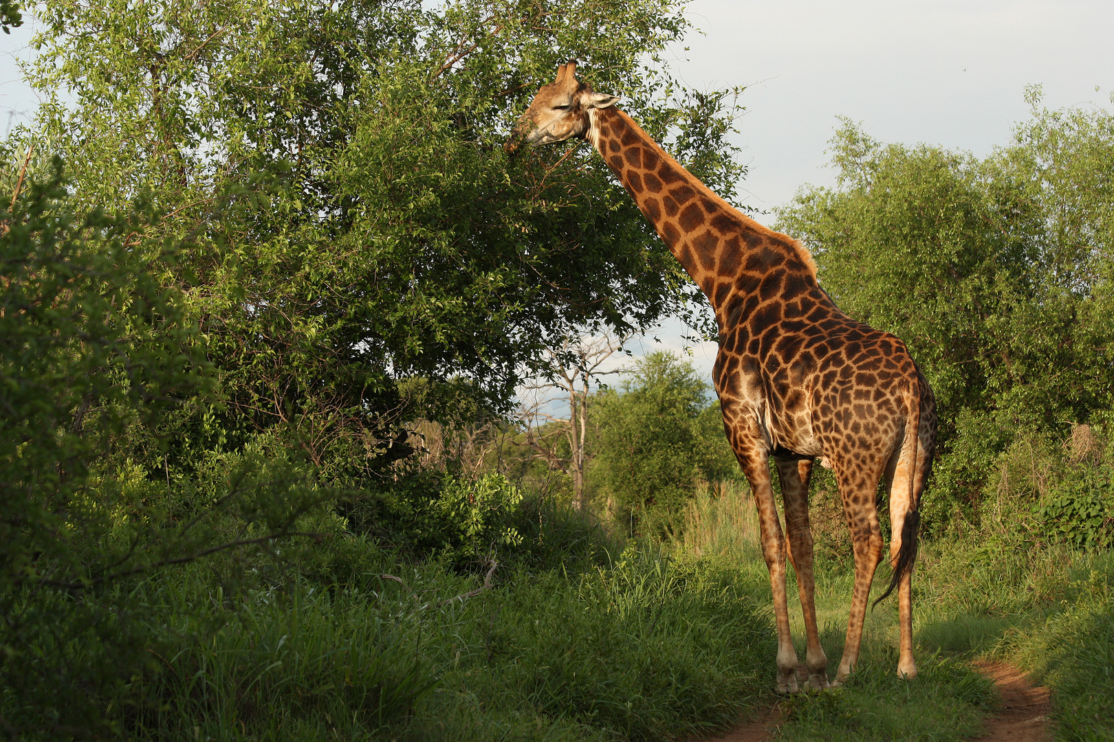 Fotosafari in Südafrika XI