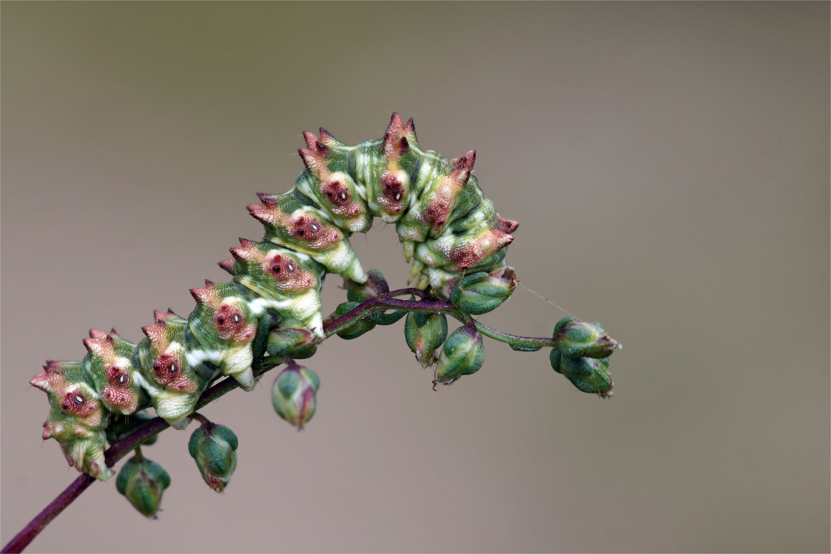 Fotoscheu - Raupe vom Feld- Beifußmönch (Cucullia artemisae)