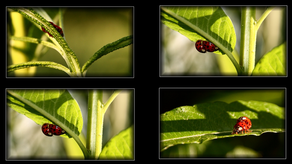 Fotoscheues Asiatisches Marienkäfer Pärchen