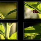 Fotoscheues Asiatisches Marienkäfer Pärchen