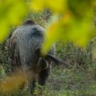 fotoscheues Wildschwein