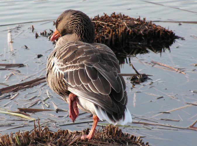 Fotoserie Gans 5