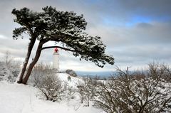 Fotoserie: Hochland Insel Hiddensee 