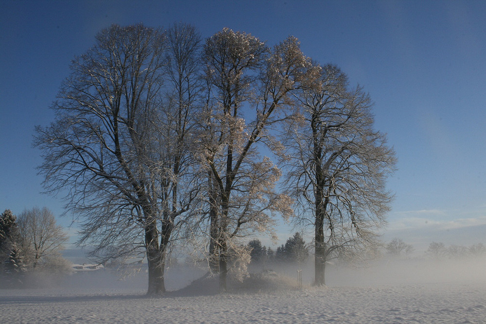 Fotoserie Winterrückblicke: "Bodennebel-Baum"