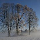 Fotoserie Winterrückblicke: "Bodennebel-Baum"