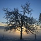 Fotoserie Winterrückblicke: "Leuchtender Baum"