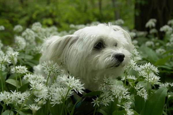 Fotosession im Bärlauchfeld