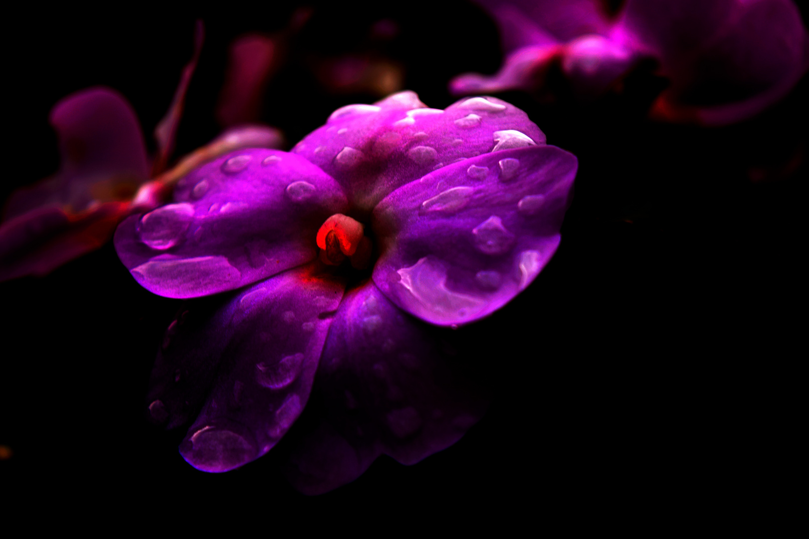 Fotosession im Blumenbeet