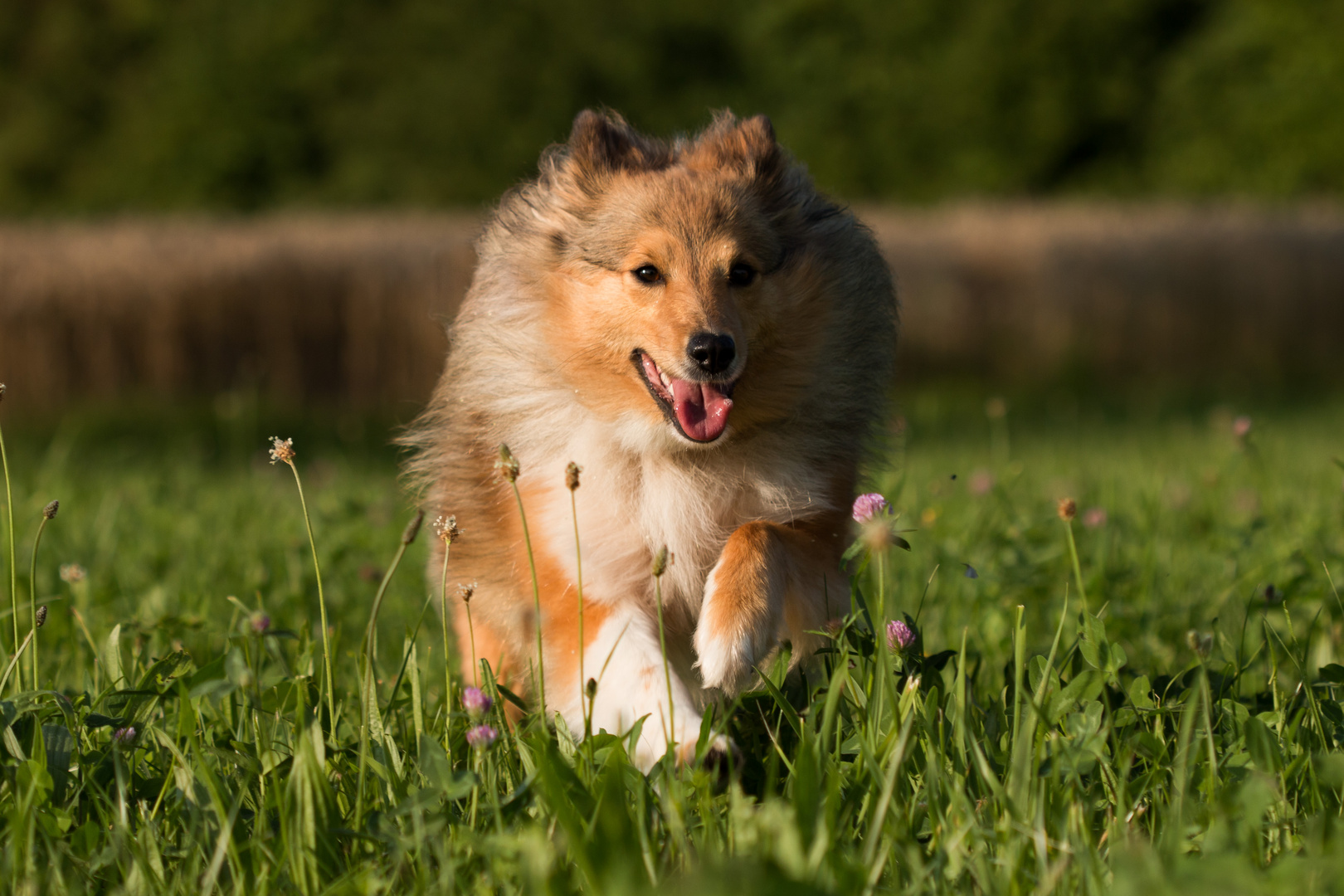 Fotosession mit Nachbars Hund III