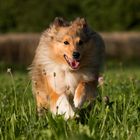 Fotosession mit Nachbars Hund III