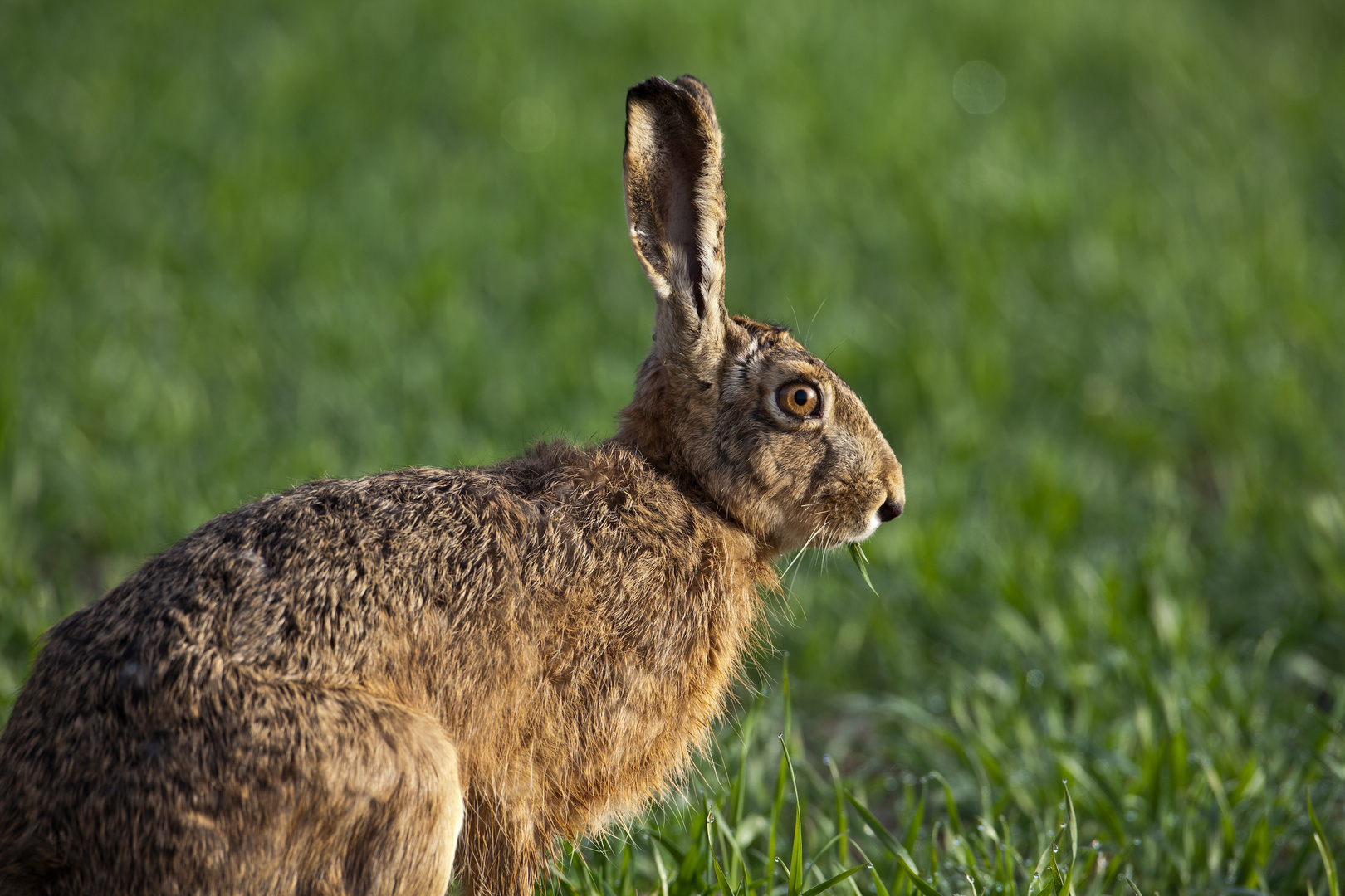 Fotoshooting Foto Bild Tiere Wildlife Saugetiere Bilder Auf Fotocommunity