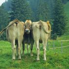 Fotoshooting auf der Alm 