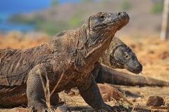 Fotoshooting auf Komodo