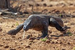 Fotoshooting auf Komodo