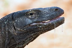 Fotoshooting auf Komodo