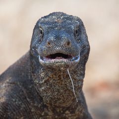 Fotoshooting auf Komodo