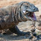 Fotoshooting auf Komodo