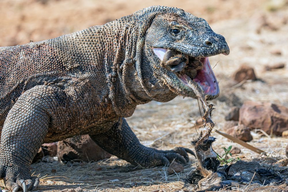Fotoshooting auf Komodo