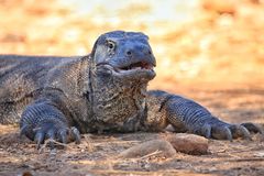 Fotoshooting auf Komodo