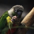 Fotoshooting bei der Vogelausstellung