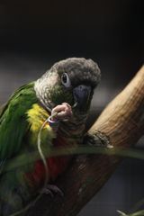 Fotoshooting bei der Vogelausstellung