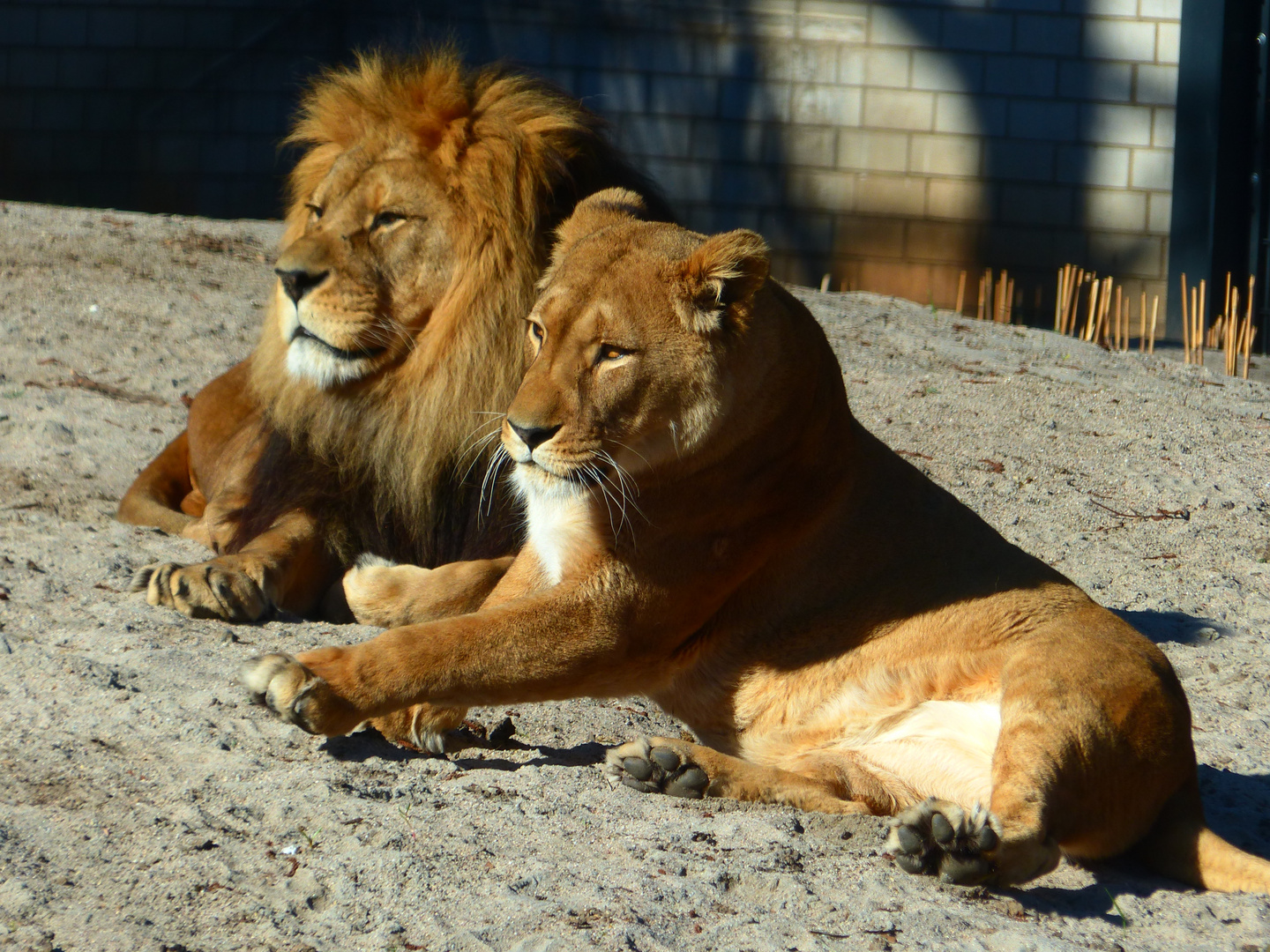 Fotoshooting Bei Leos Foto Bild Tiere Zoo Wildpark Falknerei Saugetiere Bilder Auf Fotocommunity