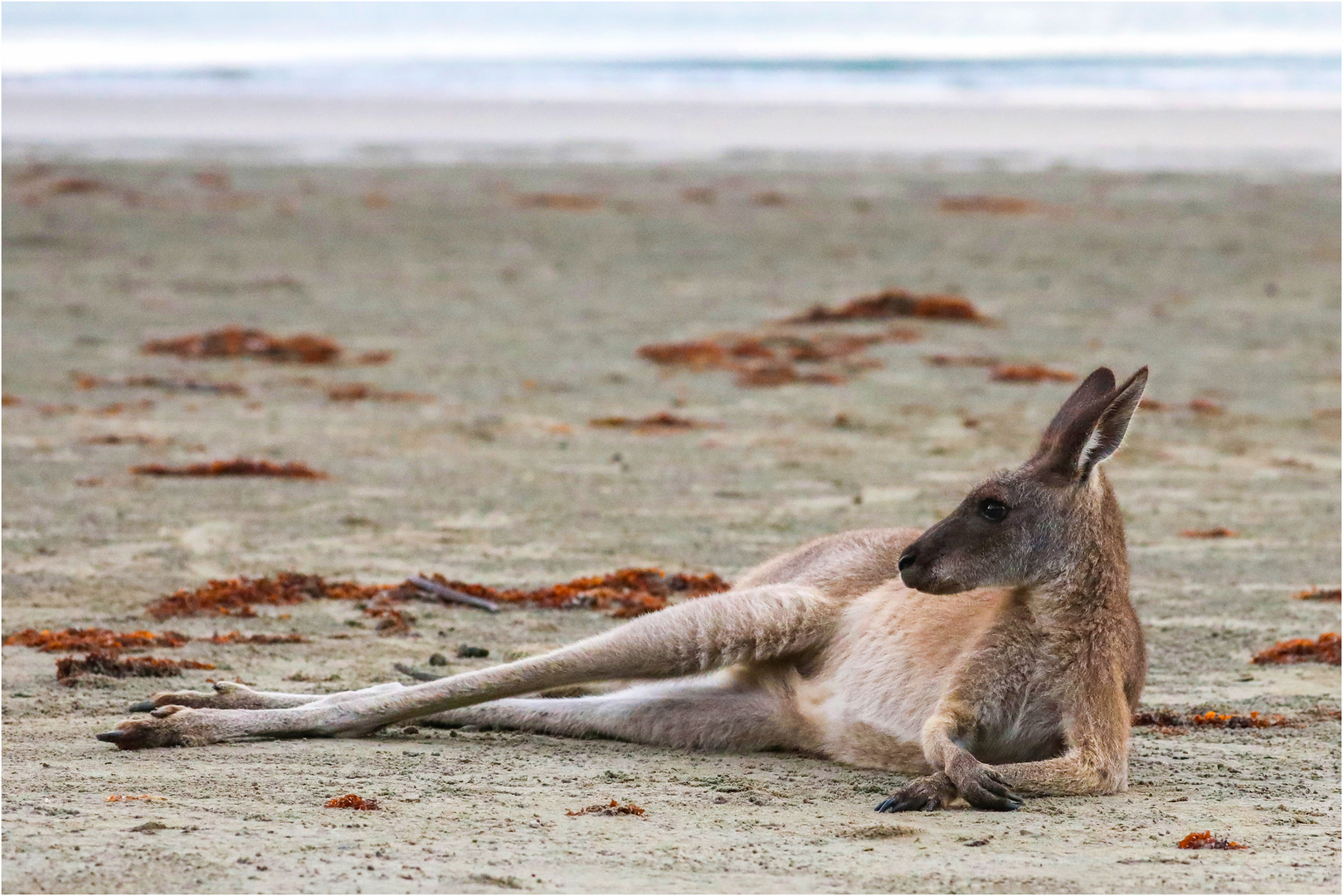 Fotoshooting (;-))- Cape Hillsborough