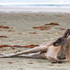 Fotoshooting (;-))- Cape Hillsborough